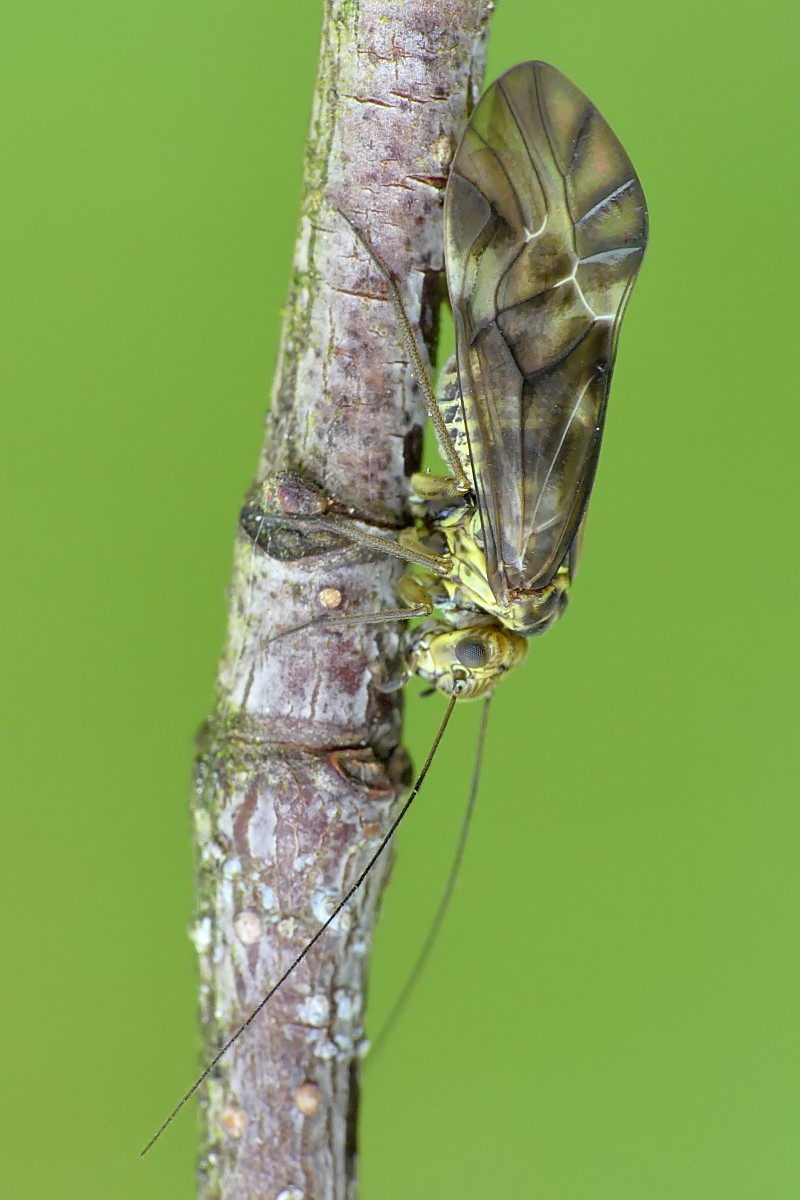 Nazwa:  49988641083_89fa7e11fd_o.jpg
Wyświetleń: 156
Rozmiar:  144,1 KB