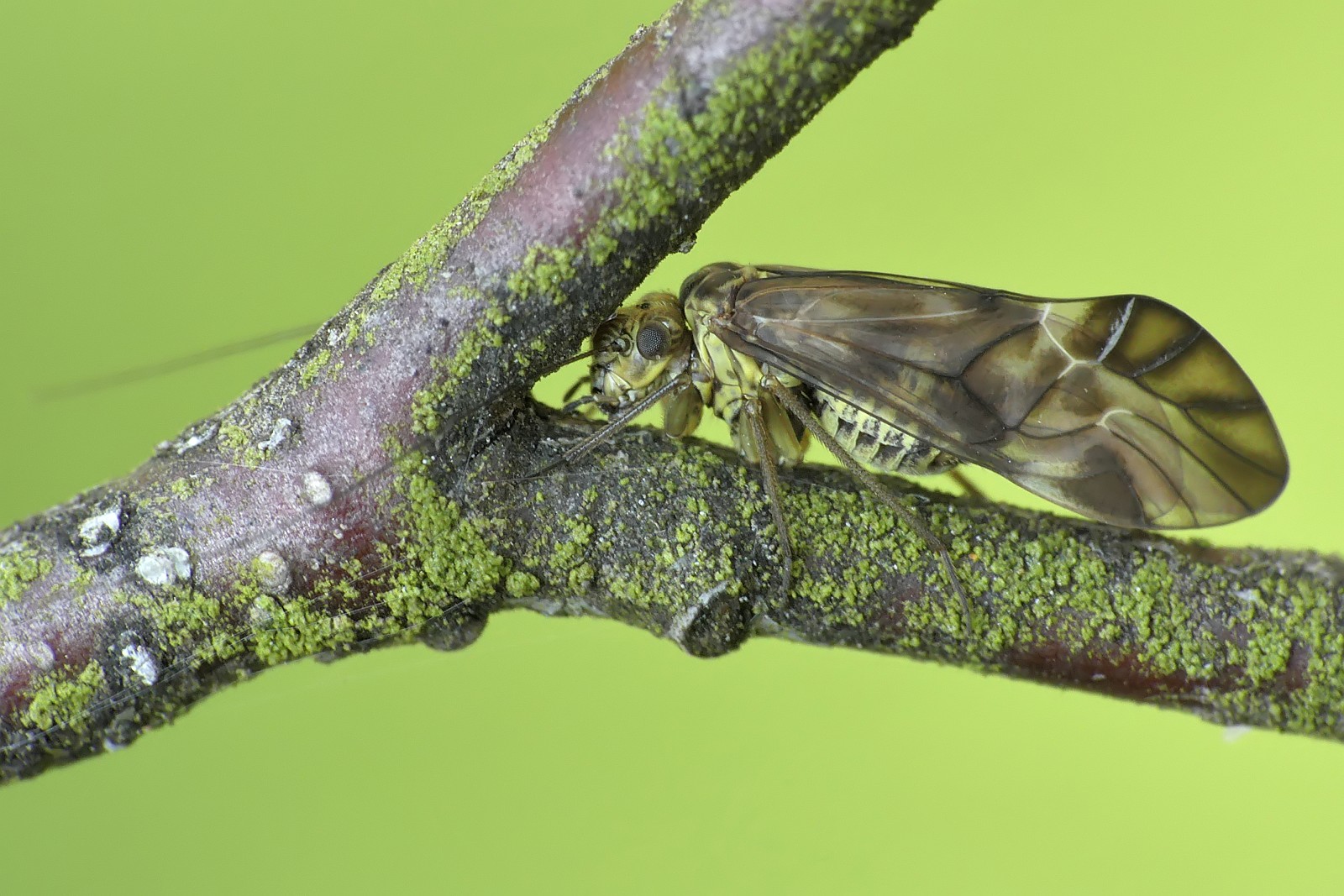 Nazwa:  49989159736_70ce6ea4b5_o.jpg
Wyświetleń: 147
Rozmiar:  345,6 KB