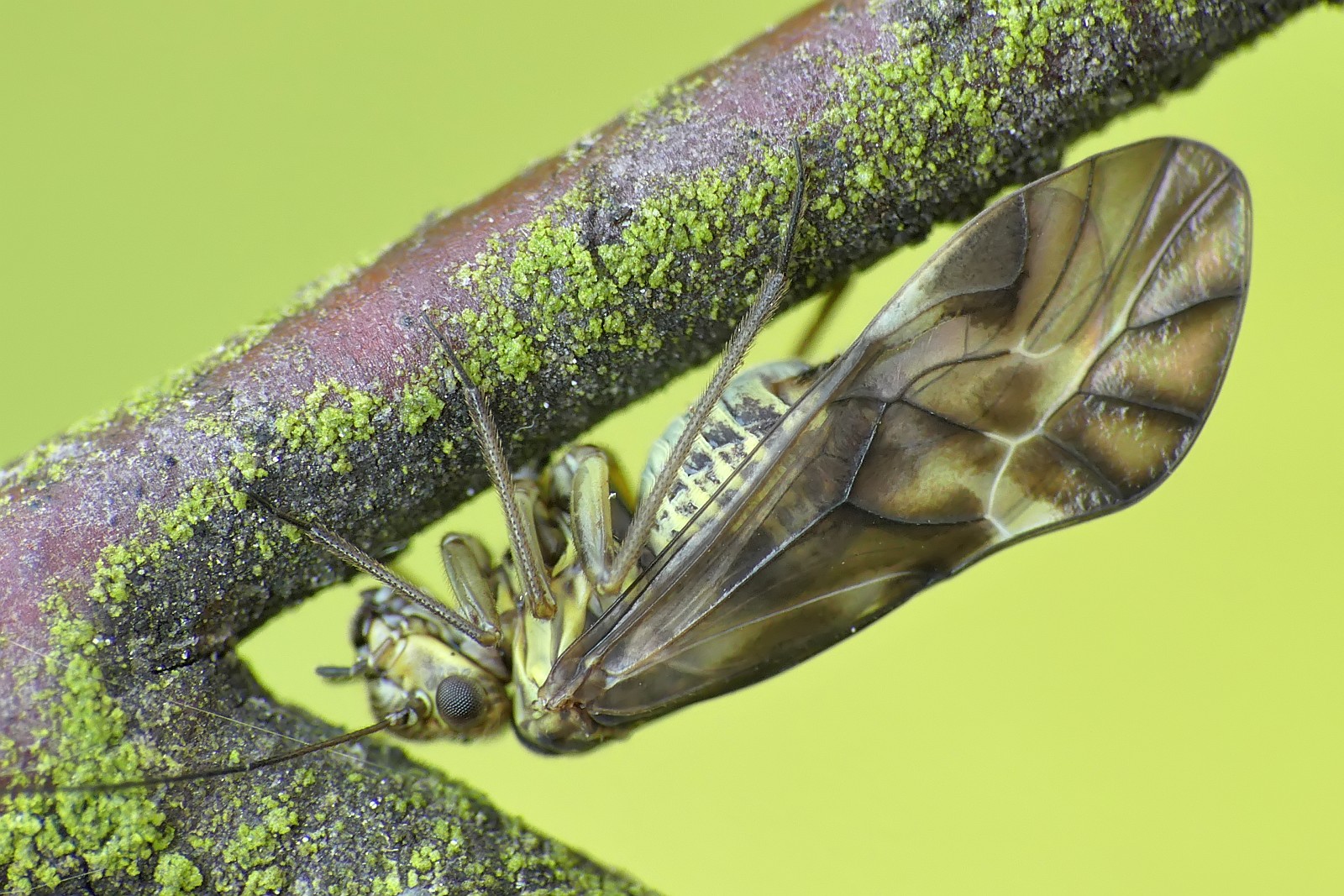 Nazwa:  49988640978_e45ebc254a_o.jpg
Wyświetleń: 153
Rozmiar:  439,3 KB