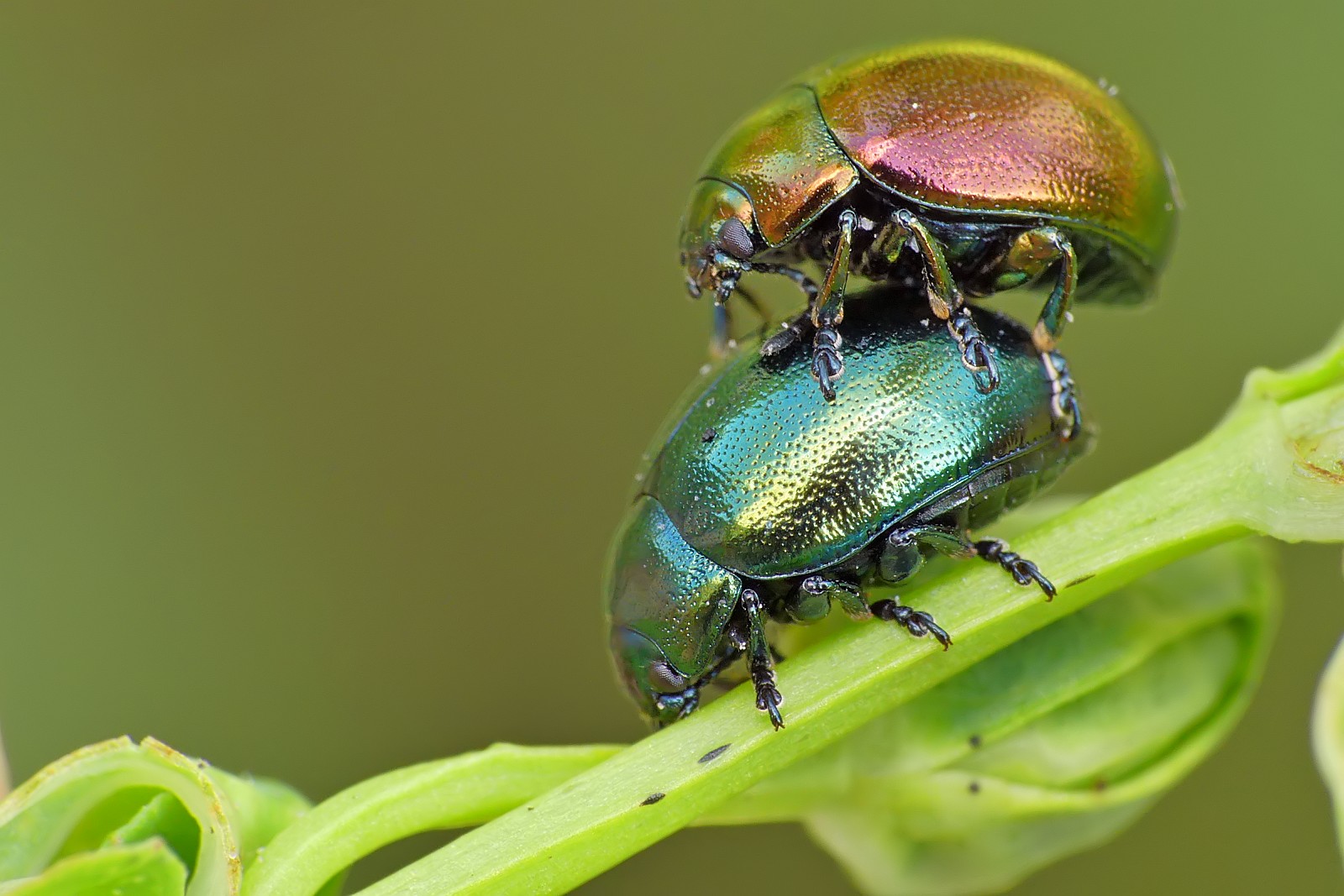 Nazwa:  49992476582_3bebc84d4d_o.jpg
Wyświetleń: 150
Rozmiar:  256,2 KB