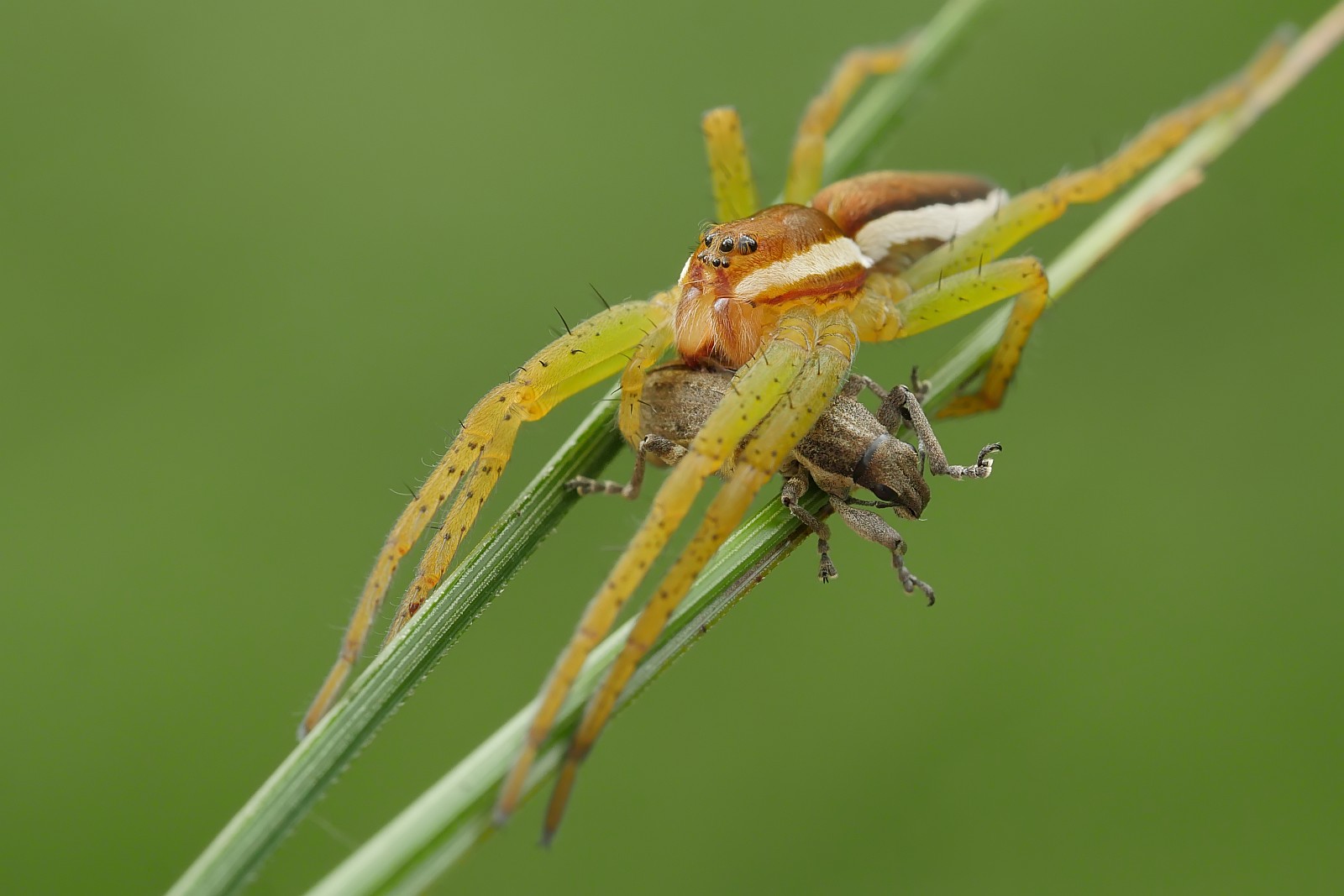 Nazwa:  49996123561_f09c5aa063_o.jpg
Wyświetleń: 150
Rozmiar:  155,7 KB