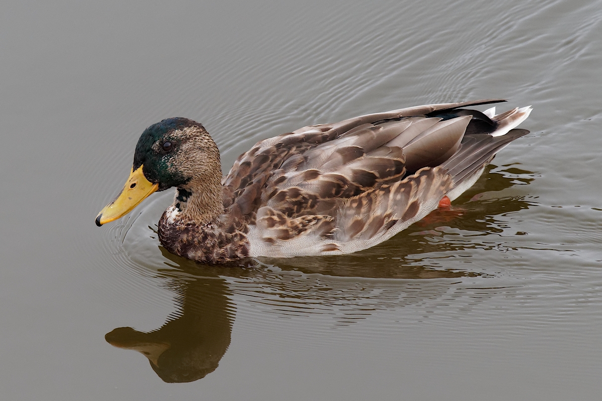 Nazwa:  PA110139_DxO_hf2.jpg
Wyświetleń: 190
Rozmiar:  628,8 KB