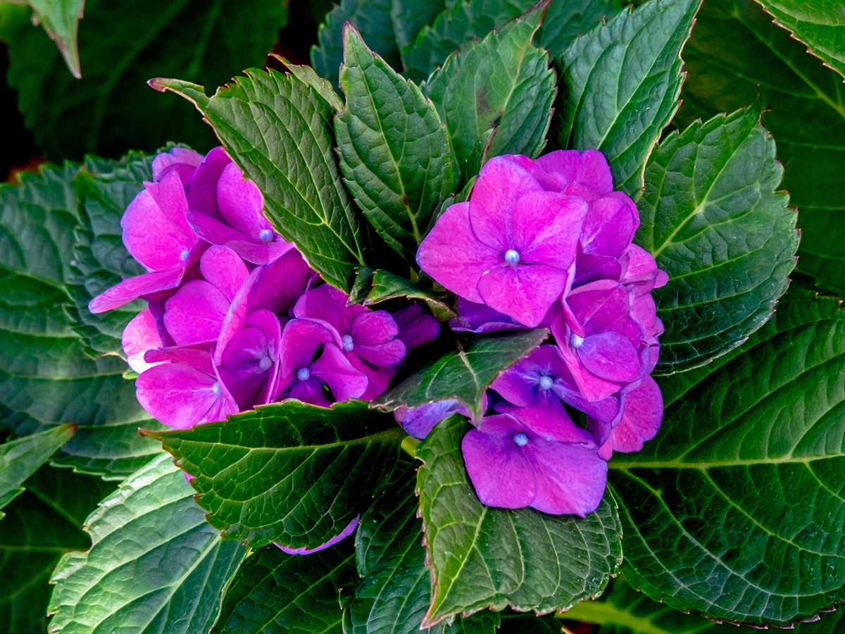 Nazwa:  PA110045-1.jpg
Wyświetleń: 184
Rozmiar:  1,14 MB