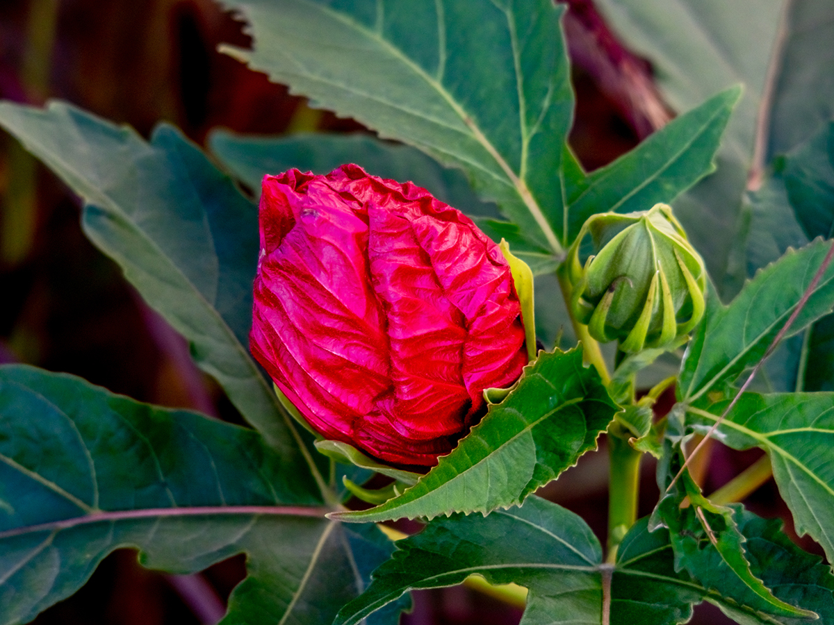 Nazwa:  PA110043-1.jpg
Wyświetleń: 190
Rozmiar:  882,2 KB