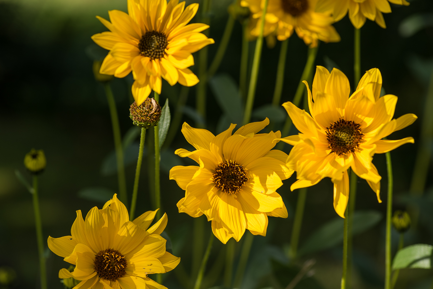 Nazwa:  DSC_4464.jpg
Wyświetleń: 155
Rozmiar:  796,8 KB