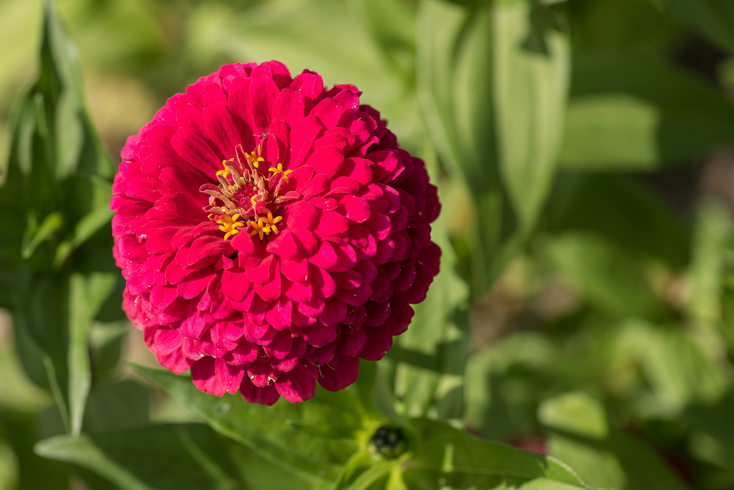 Nazwa:  DSC_4469.jpg
Wyświetleń: 155
Rozmiar:  820,9 KB