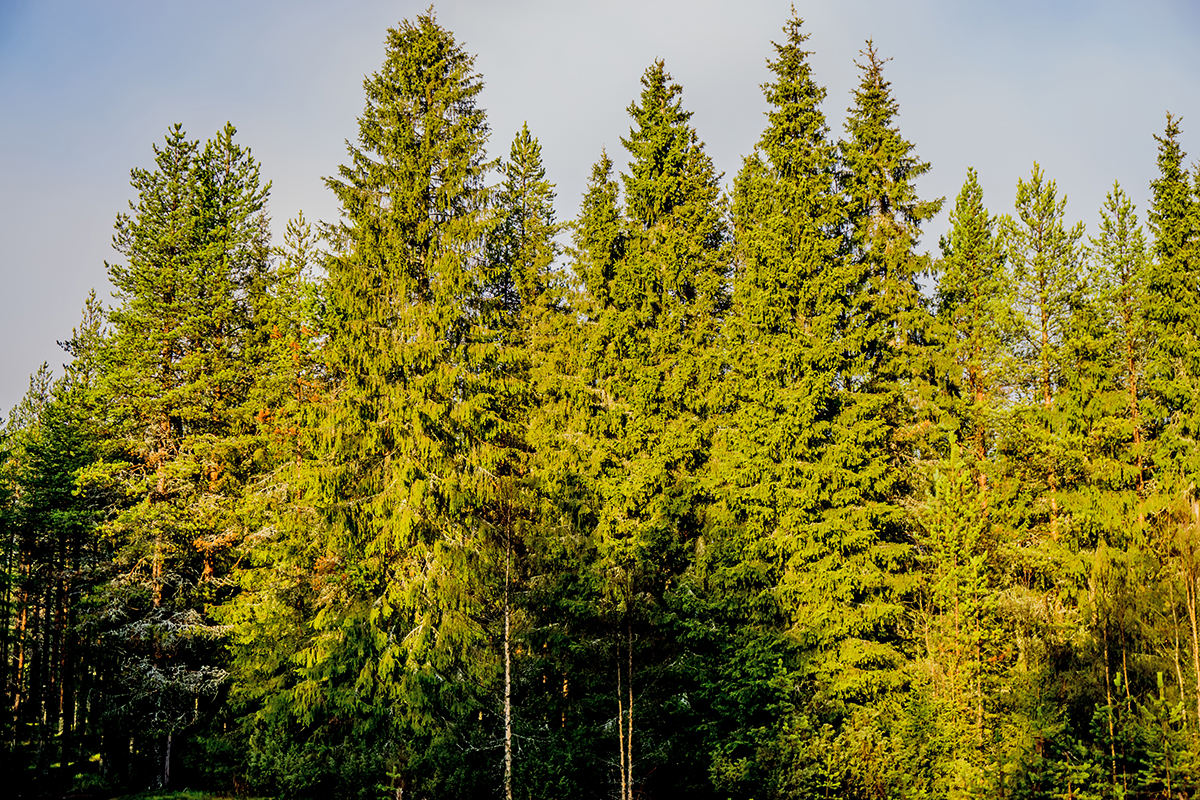 Nazwa:  DSC02900-1.jpg
Wyświetleń: 185
Rozmiar:  1,56 MB