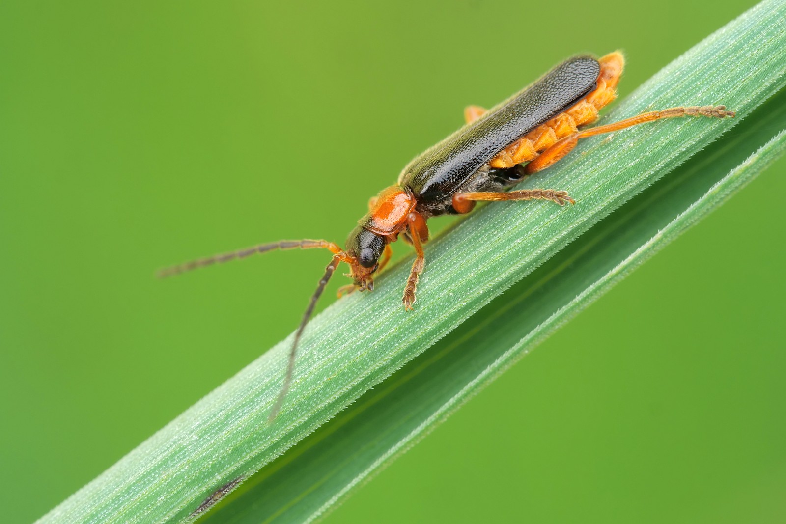 Nazwa:  50030705356_c3a8b07a20_o.jpg
Wyświetleń: 273
Rozmiar:  246,2 KB