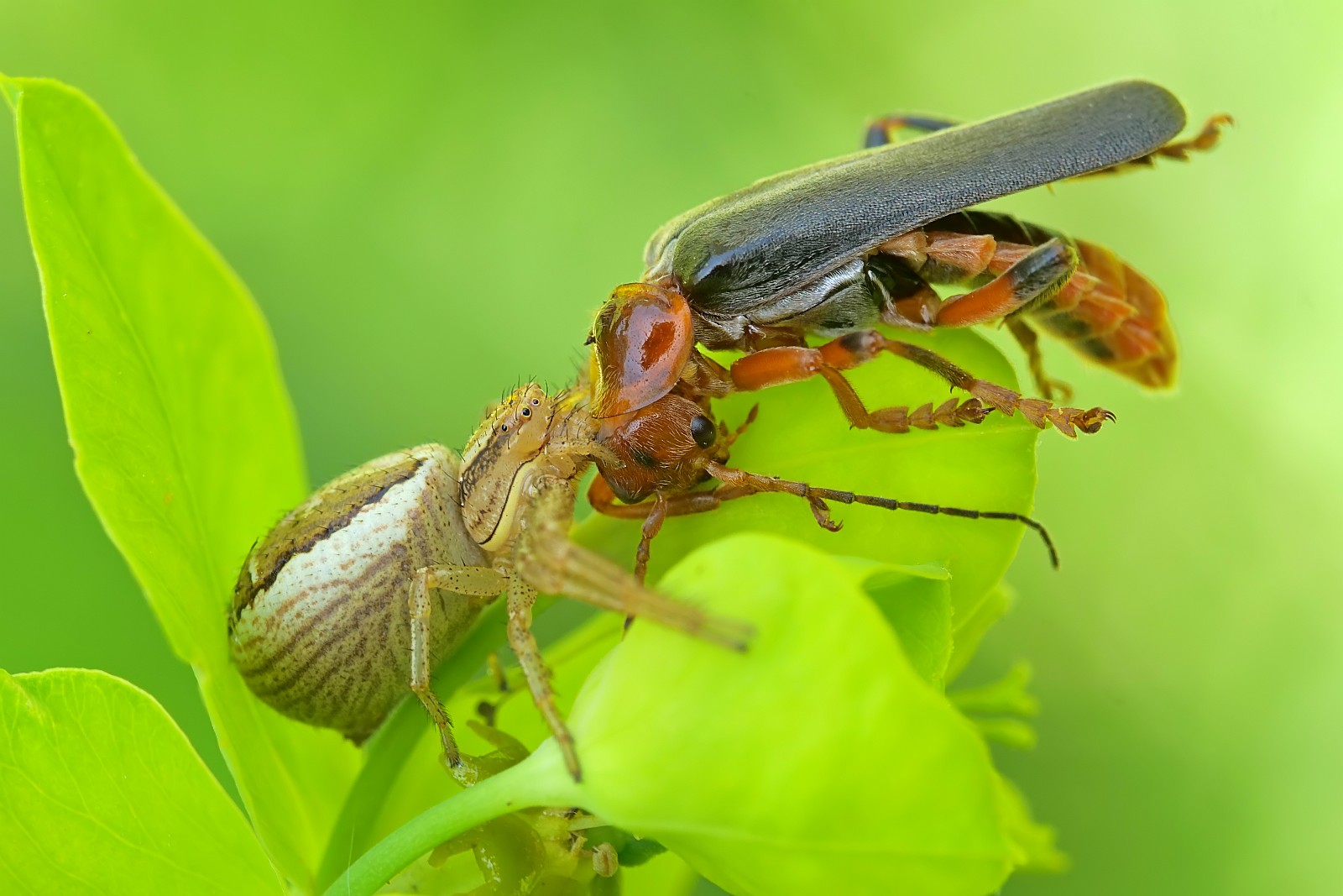 Nazwa:  50037885293_024f88460d_o.jpg
Wyświetleń: 238
Rozmiar:  223,7 KB