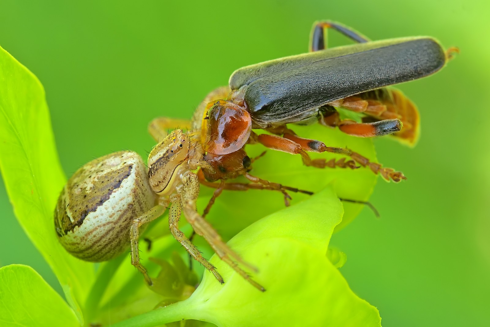 Nazwa:  50038694182_83d888189d_o.jpg
Wyświetleń: 241
Rozmiar:  233,8 KB