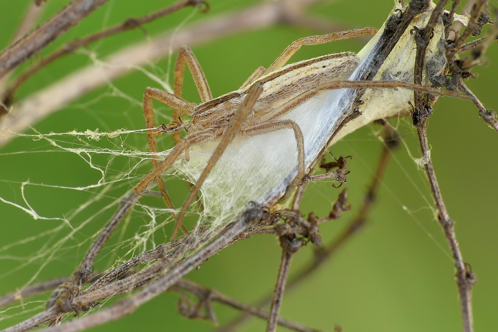 Nazwa:  50041827622_4cbf25aee5_o.jpg
Wyświetleń: 227
Rozmiar:  352,9 KB