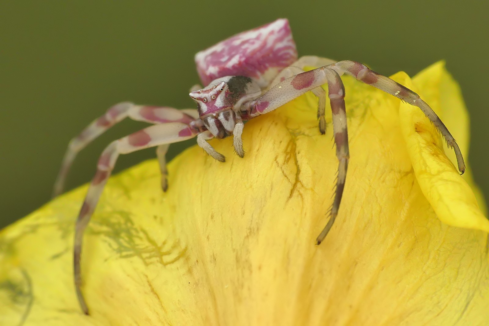 Nazwa:  50044651996_10fb831d9b_o.jpg
Wyświetleń: 218
Rozmiar:  215,6 KB