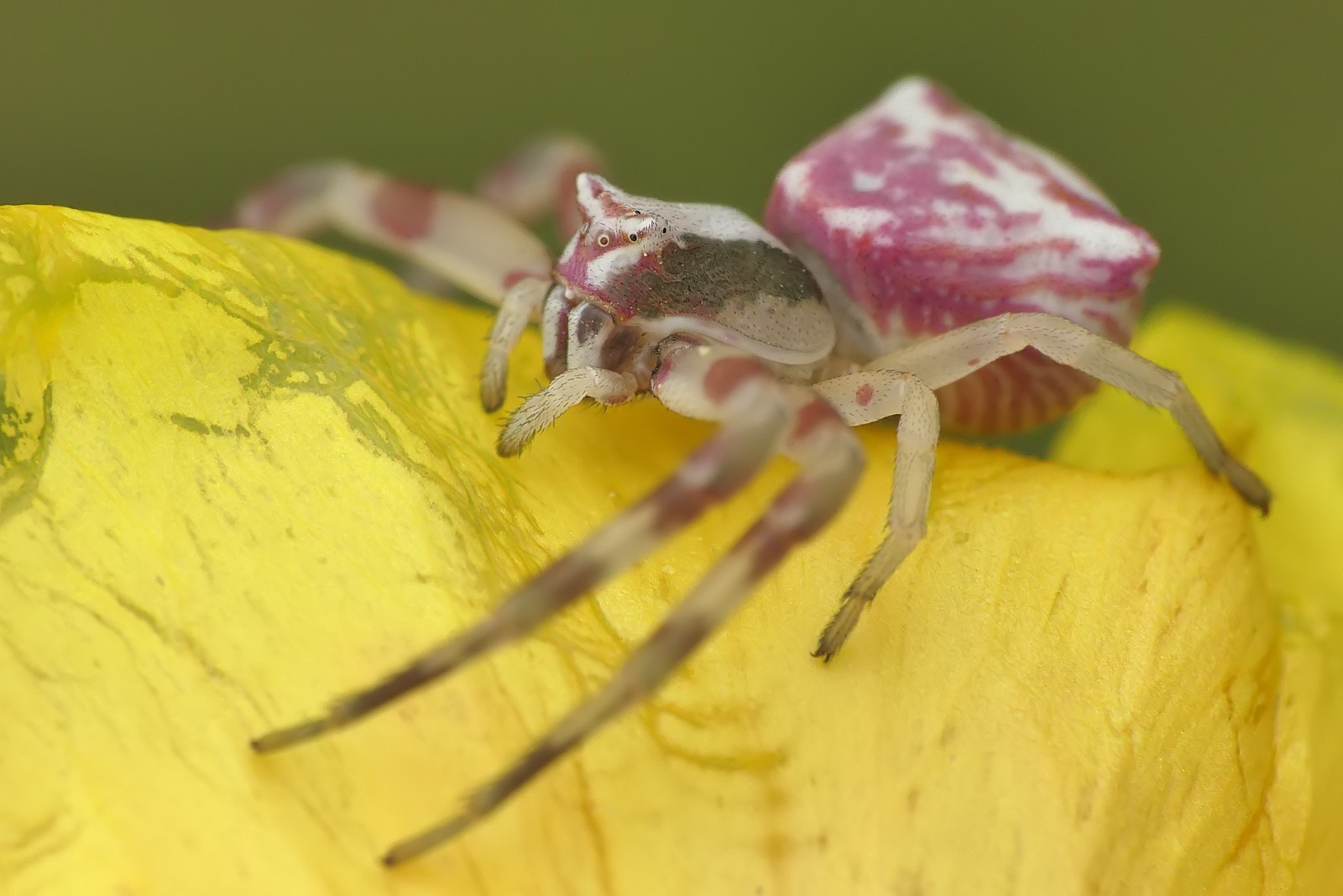 Nazwa:  50044651921_97342bf427_o.jpg
Wyświetleń: 217
Rozmiar:  213,9 KB