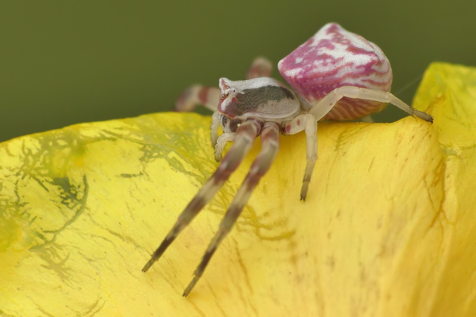 Nazwa:  50044651966_42ae54dcaa_o.jpg
Wyświetleń: 214
Rozmiar:  232,7 KB