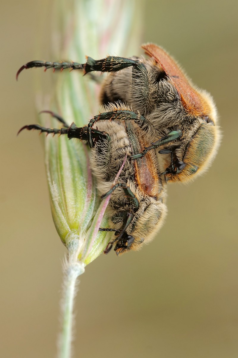 Nazwa:  50048059276_f5a3c1fb7f_o.jpg
Wyświetleń: 204
Rozmiar:  163,6 KB