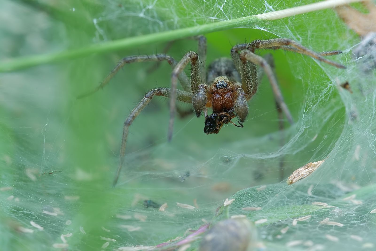 Nazwa:  50052227577_32fbea11d1_o.jpg
Wyświetleń: 199
Rozmiar:  169,5 KB