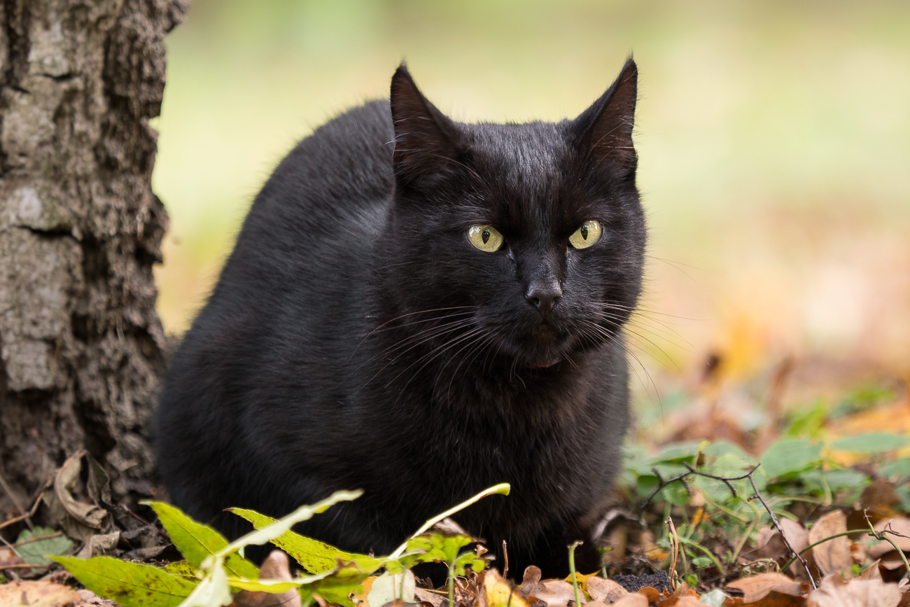 Nazwa:  PA190023.jpg
Wyświetleń: 146
Rozmiar:  740,5 KB