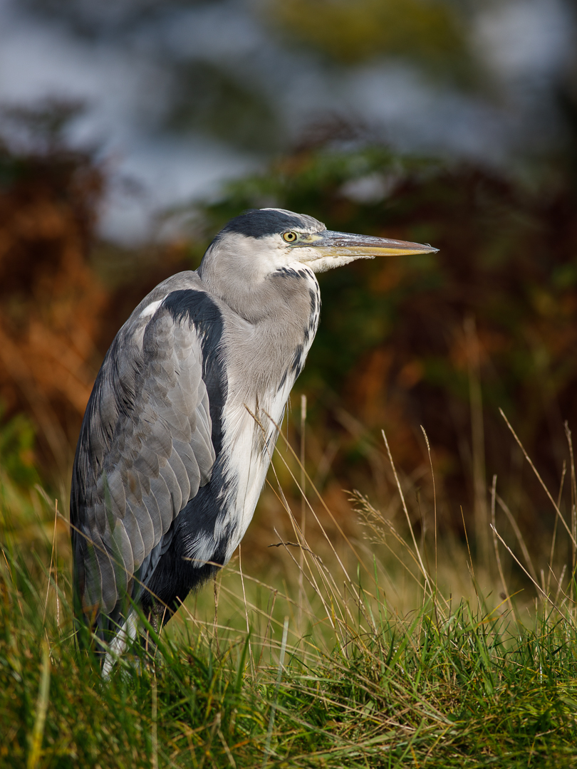 Nazwa:  J28A5797.JPG
Wyświetleń: 233
Rozmiar:  654,3 KB