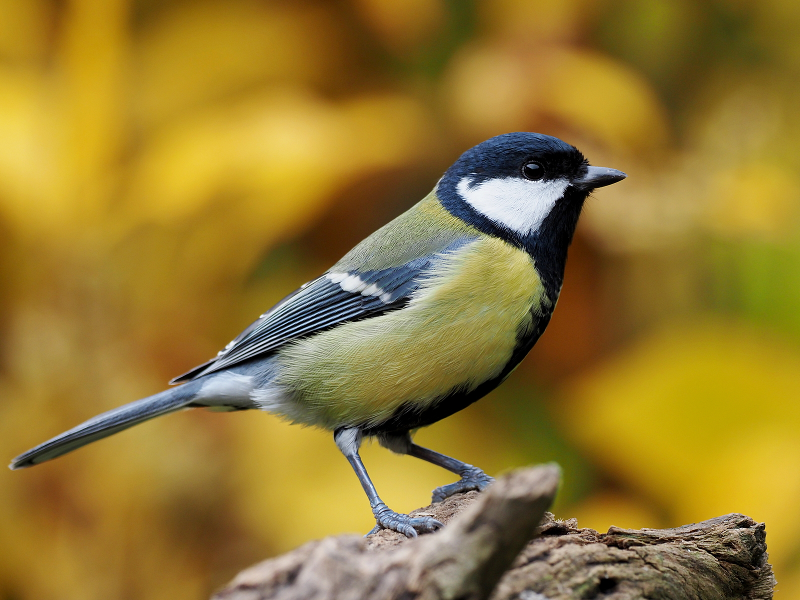 Nazwa:  PA301696.JPG
Wyświetleń: 197
Rozmiar:  1,41 MB