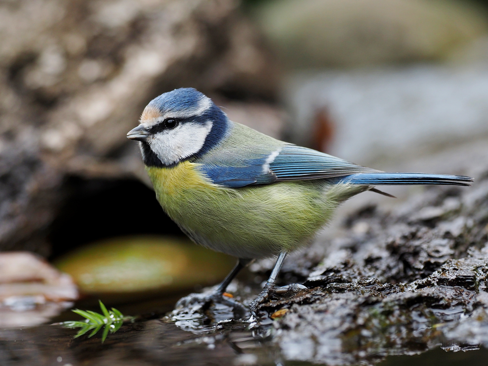 Nazwa:  PA301673.JPG
Wyświetleń: 193
Rozmiar:  1,46 MB