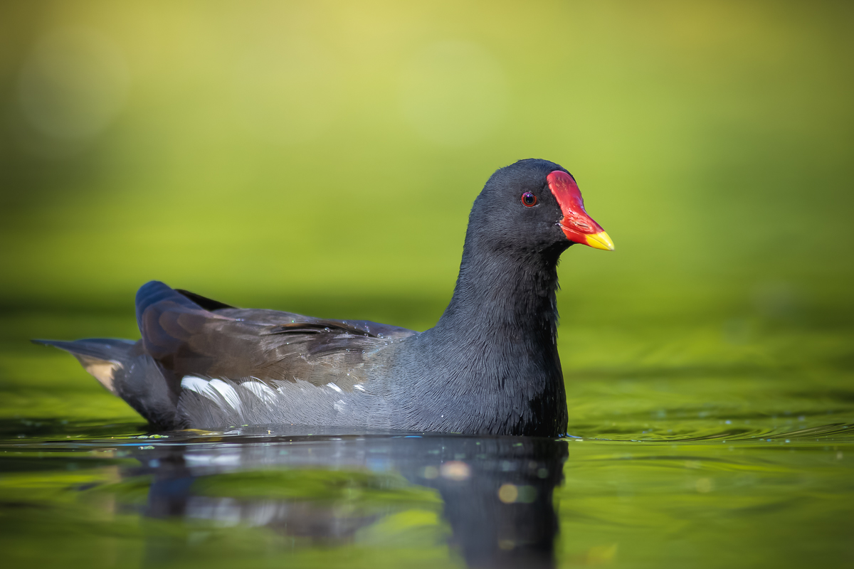 Nazwa:  J28A5707b.JPG
Wyświetleń: 186
Rozmiar:  365,9 KB