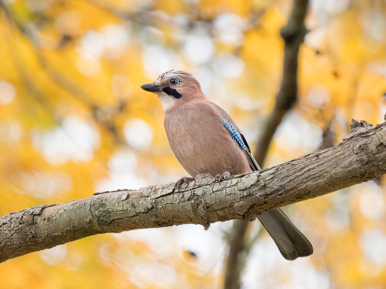 Nazwa:  PB020011.jpg
Wyświetleń: 197
Rozmiar:  990,5 KB