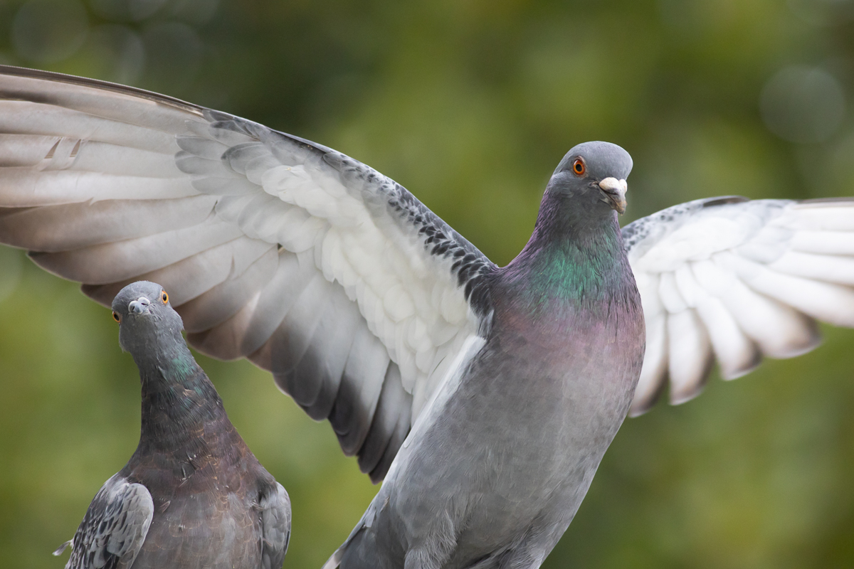 Nazwa:  J28A8915.JPG
Wyświetleń: 152
Rozmiar:  536,5 KB