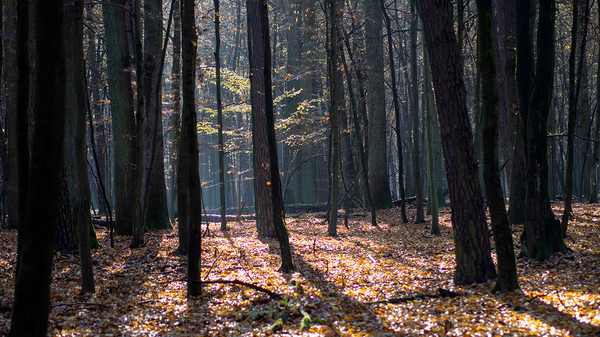 Nazwa:  PB050498.jpg
Wyświetleń: 146
Rozmiar:  503,3 KB