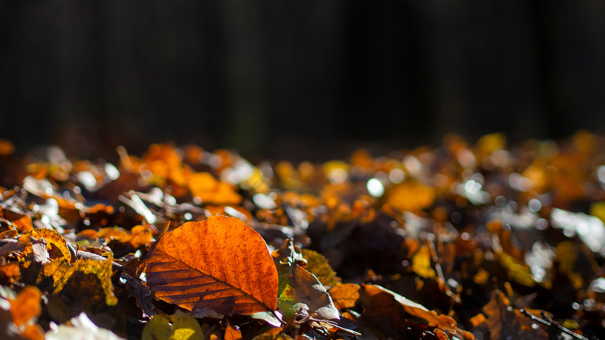 Nazwa:  PB050595.jpg
Wyświetleń: 151
Rozmiar:  229,0 KB