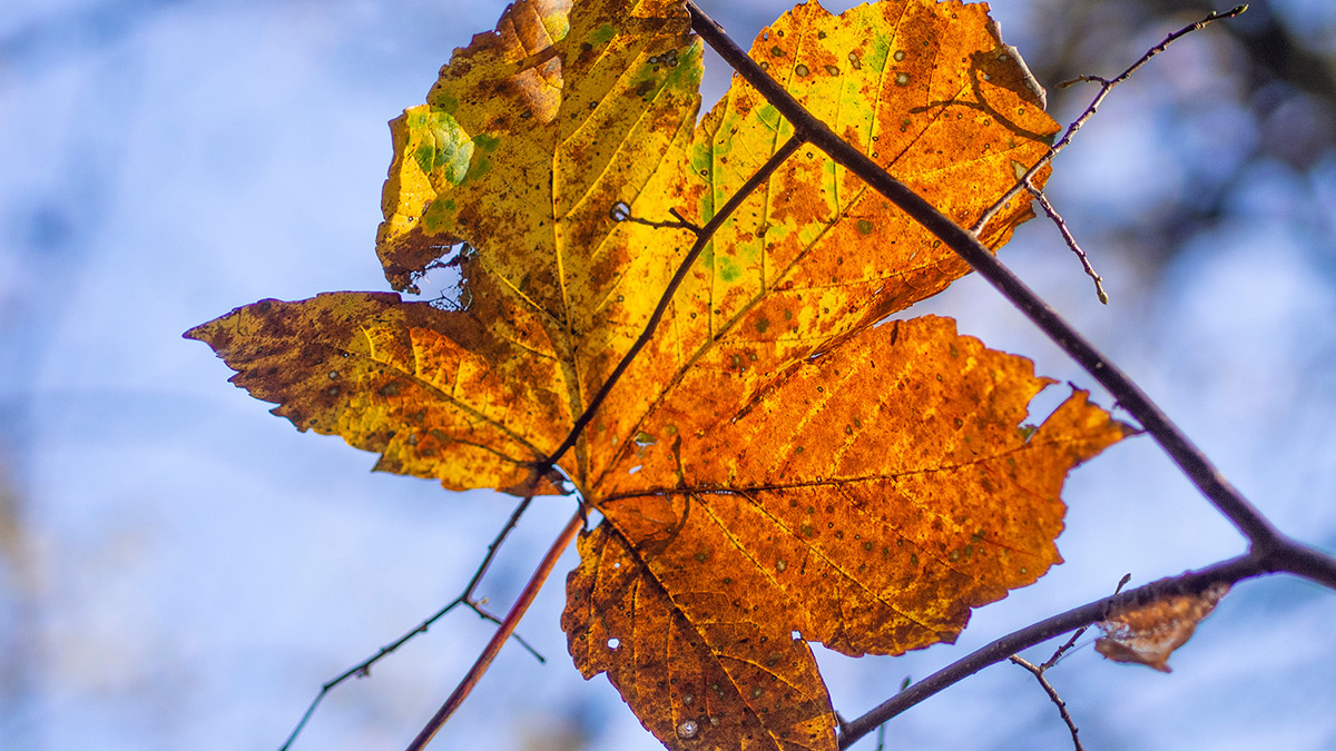 Nazwa:  PB050631.jpg
Wyświetleń: 147
Rozmiar:  378,4 KB