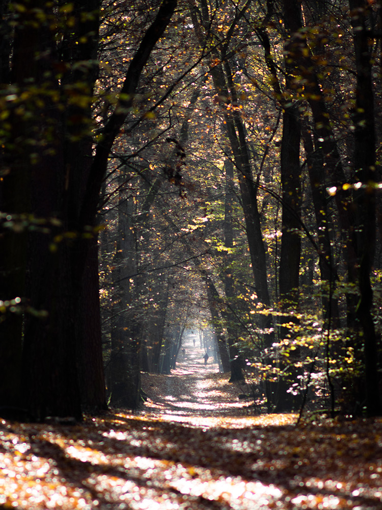 Nazwa:  PB050550.jpg
Wyświetleń: 130
Rozmiar:  390,0 KB