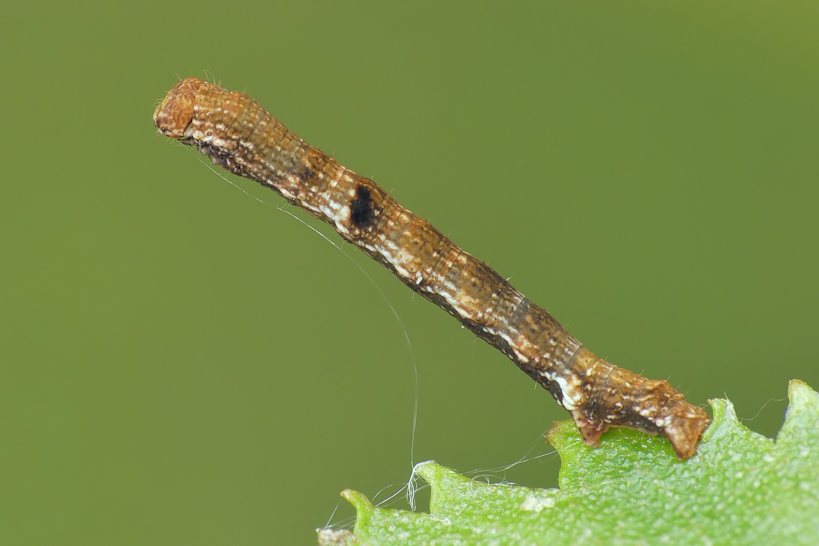 Nazwa:  50101434006_65899ece62_o.jpg
Wyświetleń: 168
Rozmiar:  161,0 KB