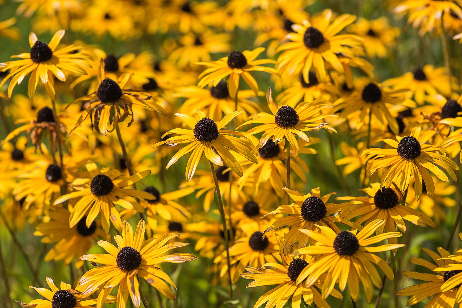 Nazwa:  DSC_4472.jpg
Wyświetleń: 137
Rozmiar:  1,26 MB