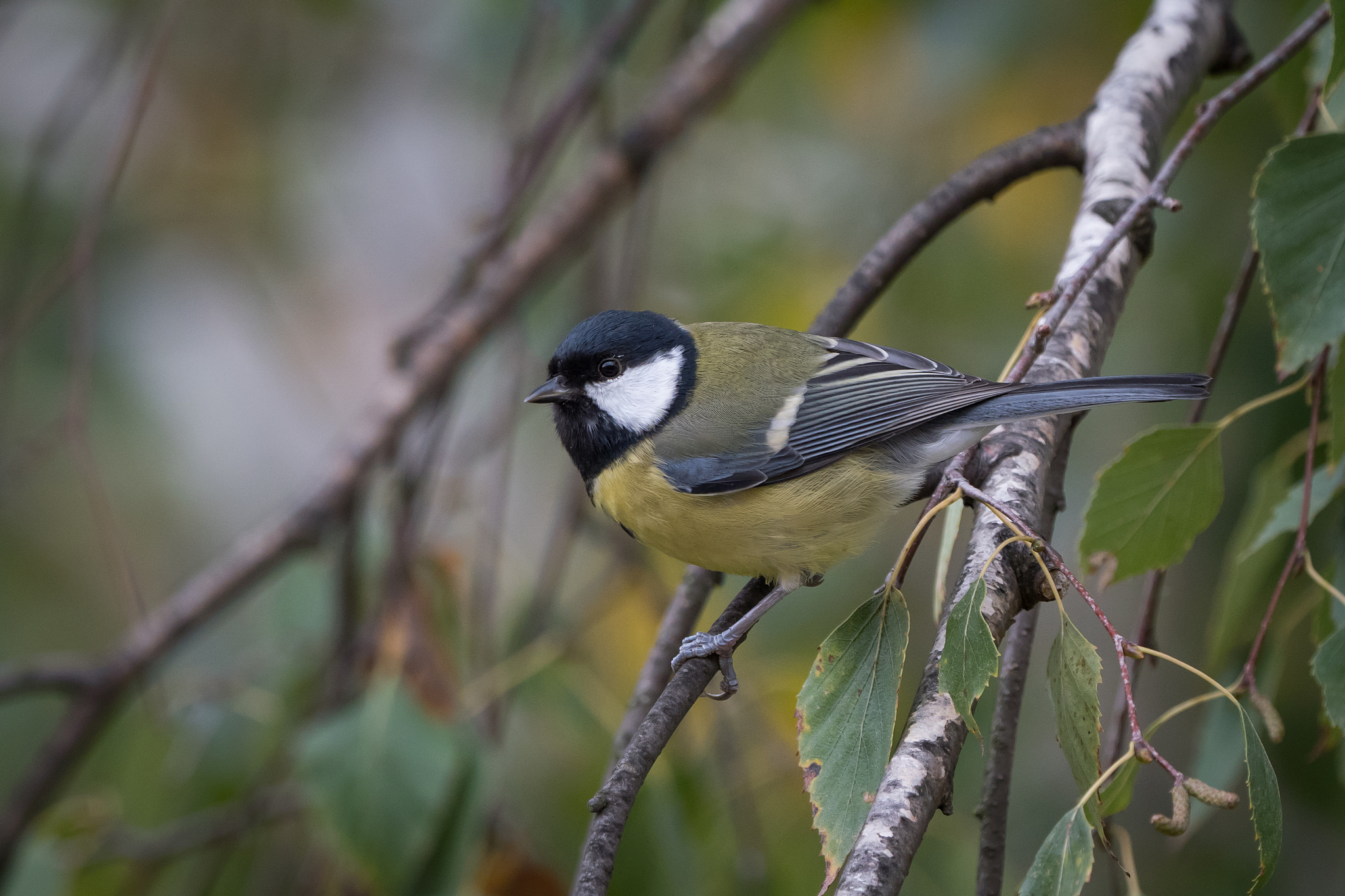 Nazwa:  P1000967.JPG
Wyświetleń: 177
Rozmiar:  1,61 MB