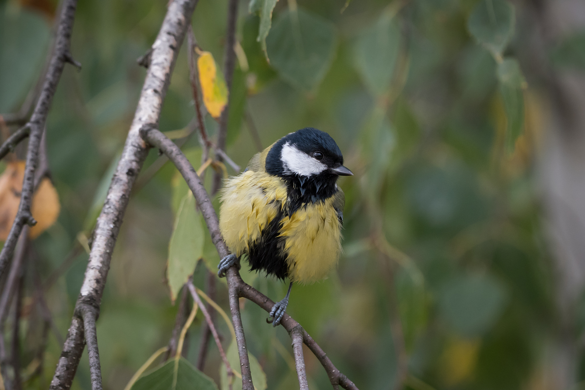 Nazwa:  P1000982.JPG
Wyświetleń: 177
Rozmiar:  1,32 MB