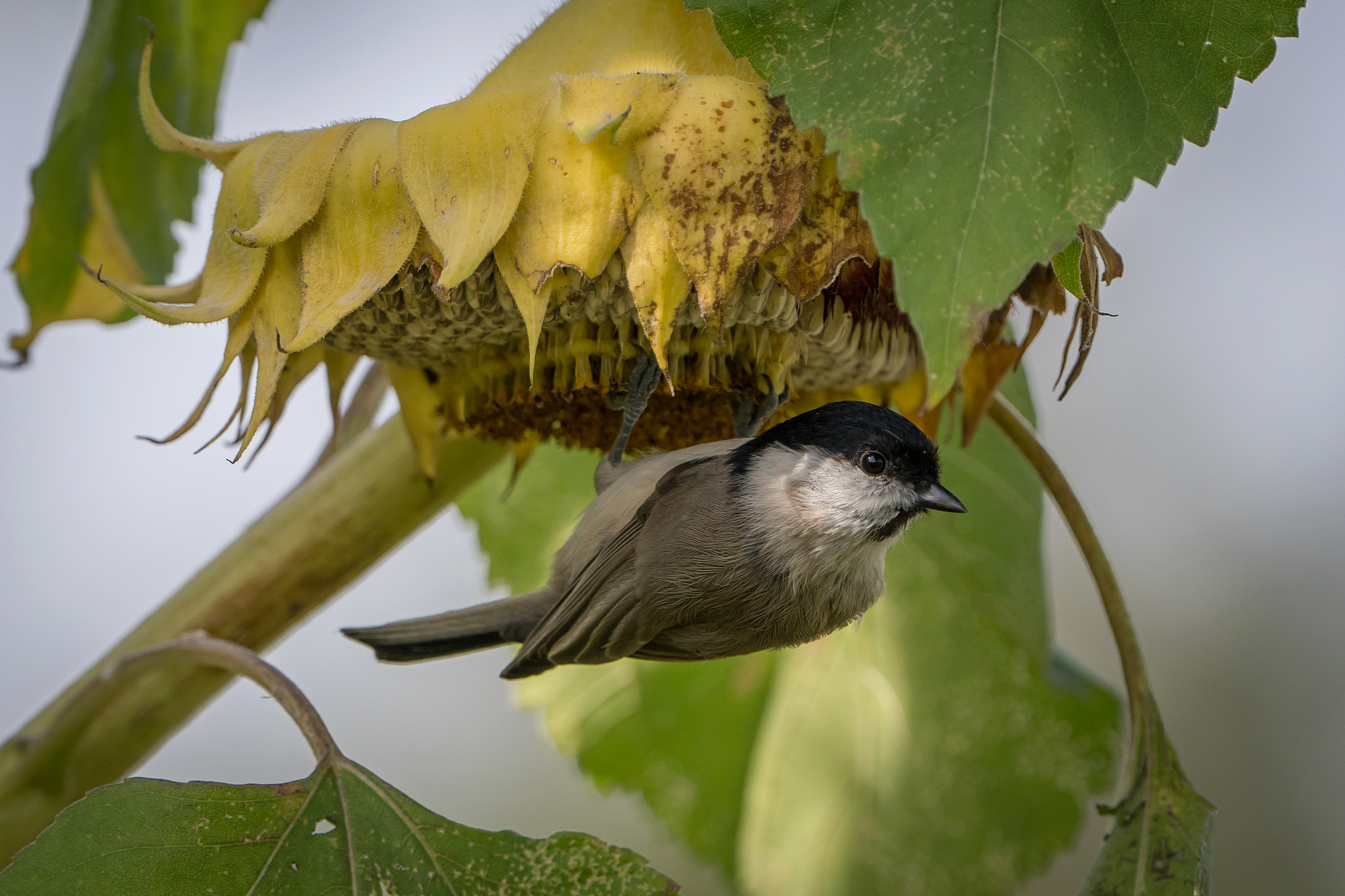 Nazwa:  P1000628.JPG
Wyświetleń: 206
Rozmiar:  1,60 MB