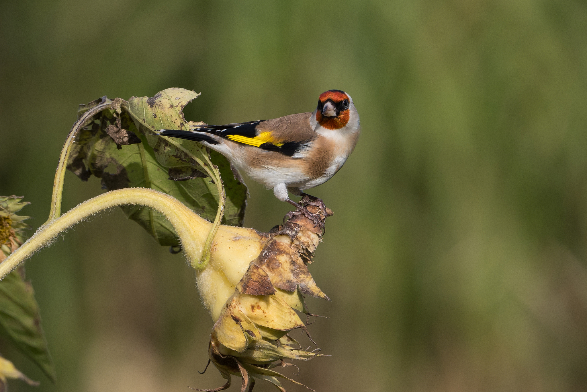 Nazwa:  P1001052.JPG
Wyświetleń: 223
Rozmiar:  2,22 MB