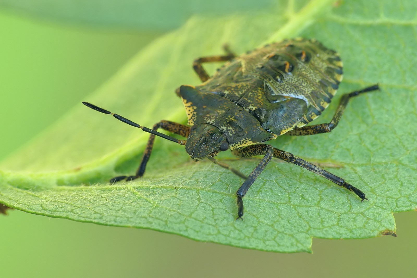 Nazwa:  50123616457_8b6e7afff0_o.jpg
Wyświetleń: 116
Rozmiar:  298,7 KB