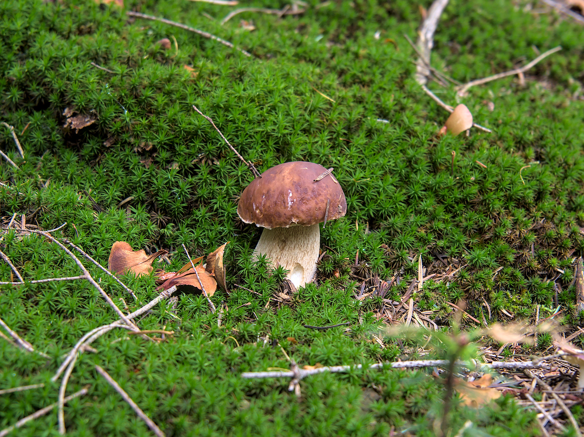 Nazwa:  PB140030.jpg
Wyświetleń: 196
Rozmiar:  1,15 MB
