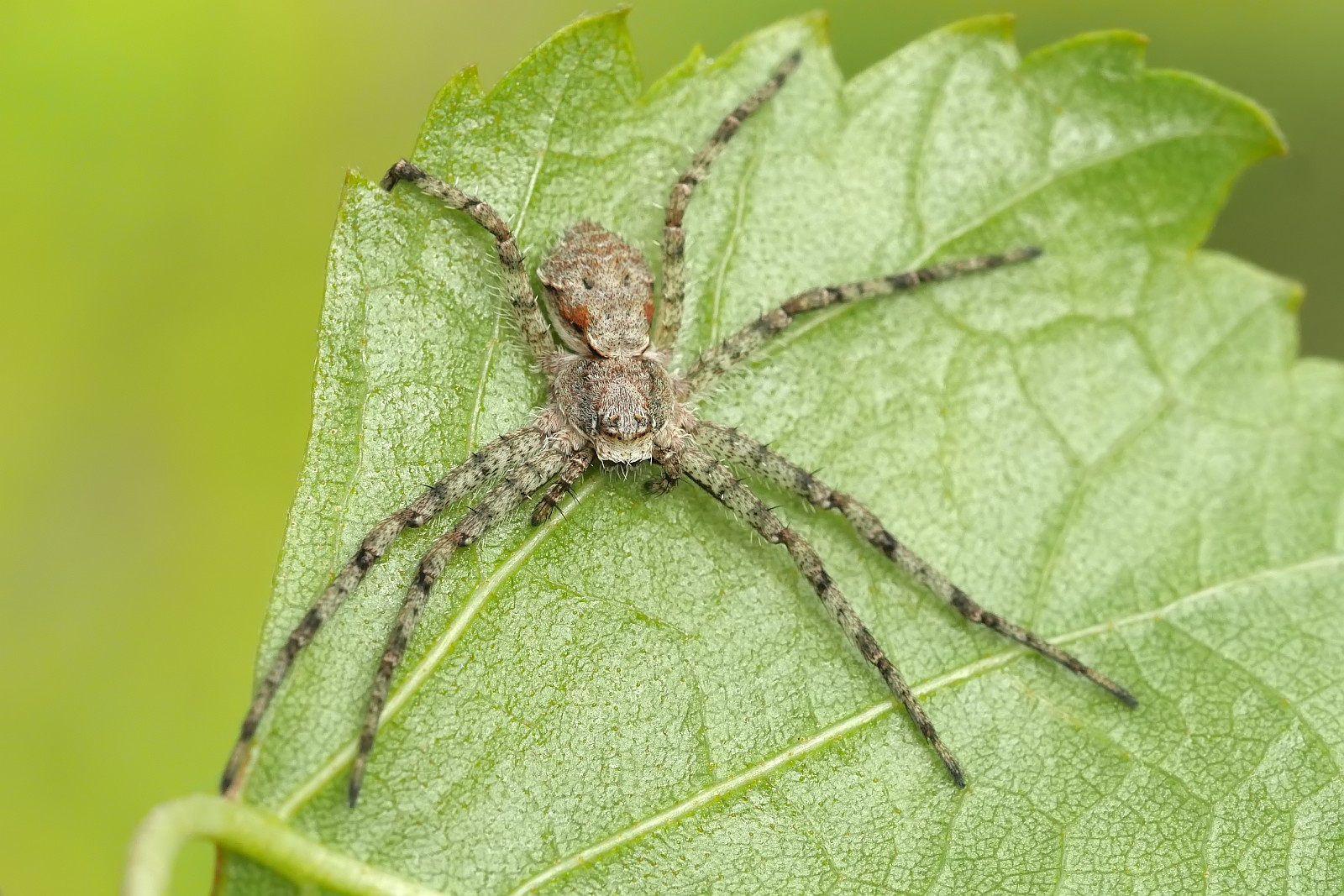 Nazwa:  50128890777_235224a983_o.jpg
Wyświetleń: 116
Rozmiar:  390,8 KB