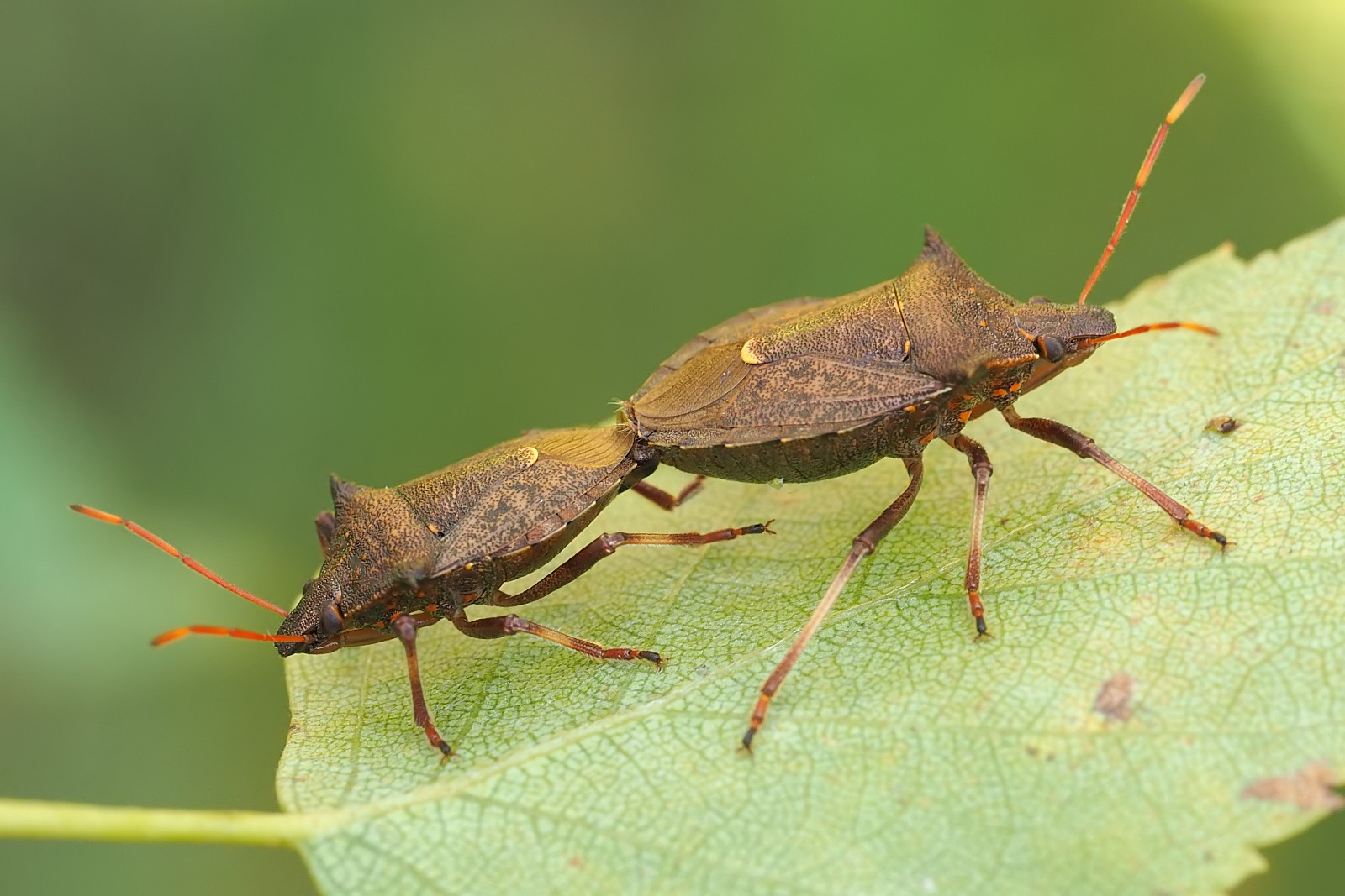 Nazwa:  50131092801_b7a22b3011_o.jpg
Wyświetleń: 304
Rozmiar:  269,8 KB