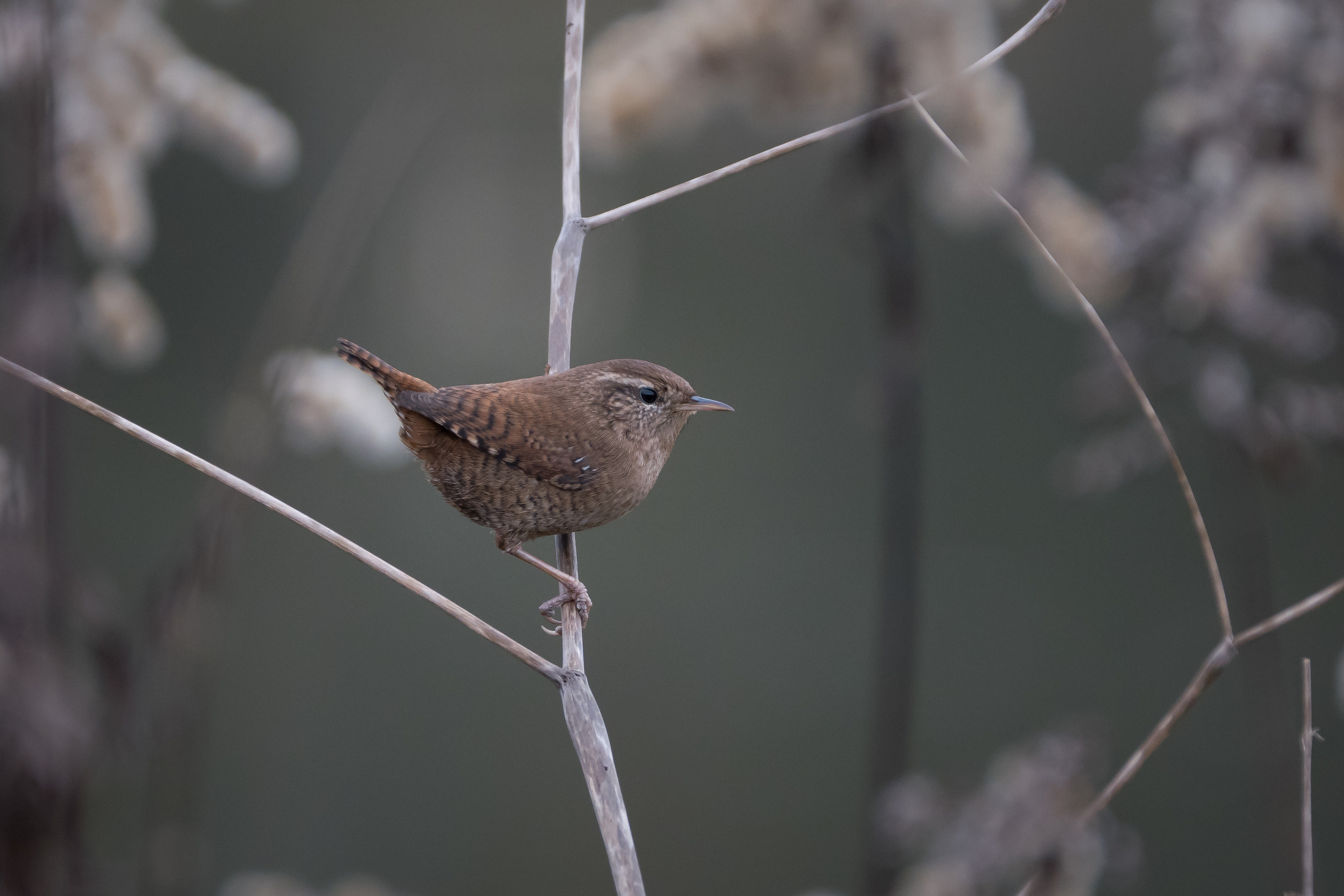 Nazwa:  P1001322.JPG
Wyświetleń: 200
Rozmiar:  1,30 MB