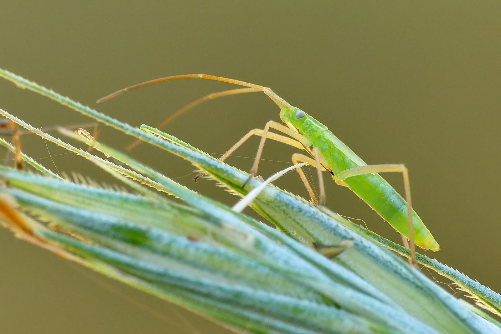 Nazwa:  50134689782_20666c2489_o.jpg
Wyświetleń: 276
Rozmiar:  219,9 KB