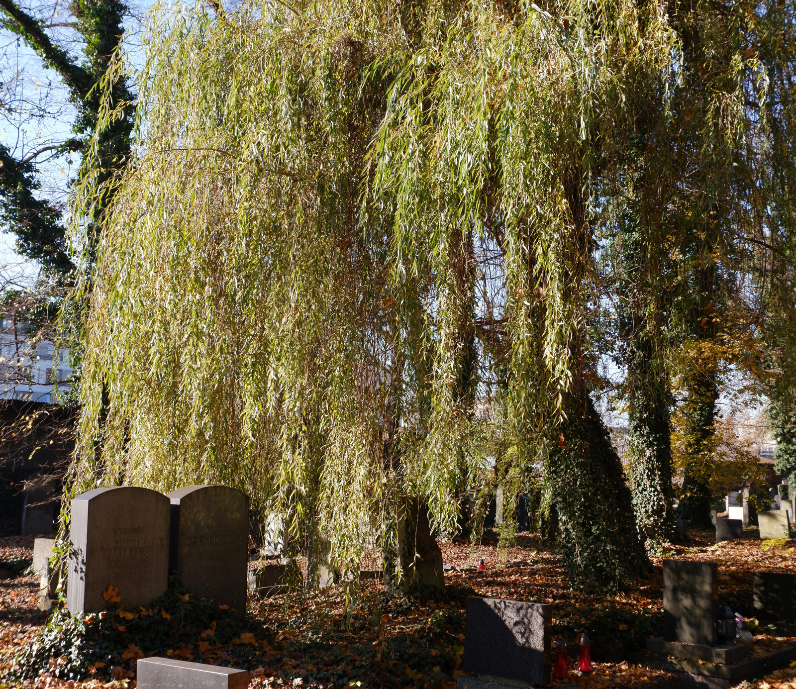 Kliknij obrazek, aby uzyskać większą wersję

Nazwa:	DSCF3710.JPG
Wyświetleń:	115
Rozmiar:	1,69 MB
ID:	227940