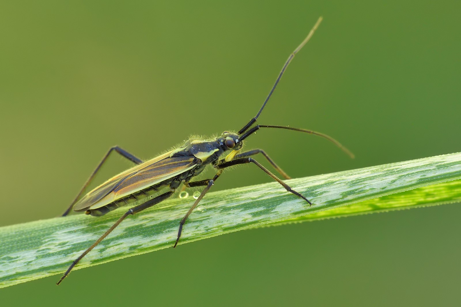 Nazwa:  50134459631_bc05208bf0_o.jpg
Wyświetleń: 335
Rozmiar:  196,9 KB