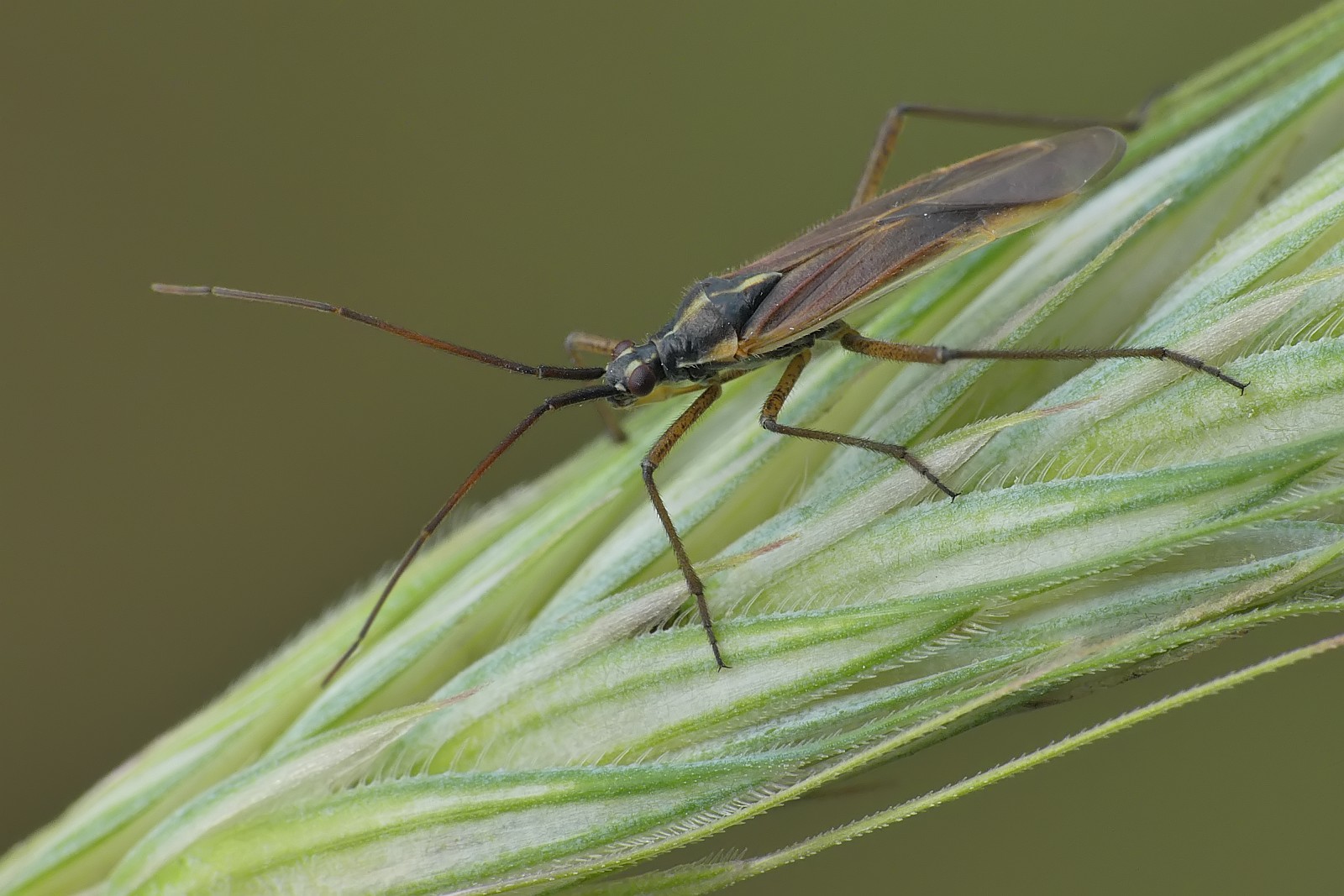 Nazwa:  50134459606_49249a3cd7_o.jpg
Wyświetleń: 321
Rozmiar:  266,5 KB