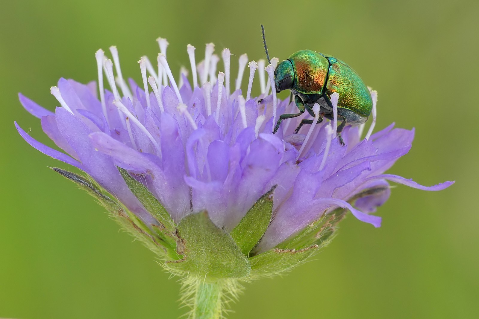 Nazwa:  50138149942_b9acb8186a_o.jpg
Wyświetleń: 290
Rozmiar:  248,4 KB