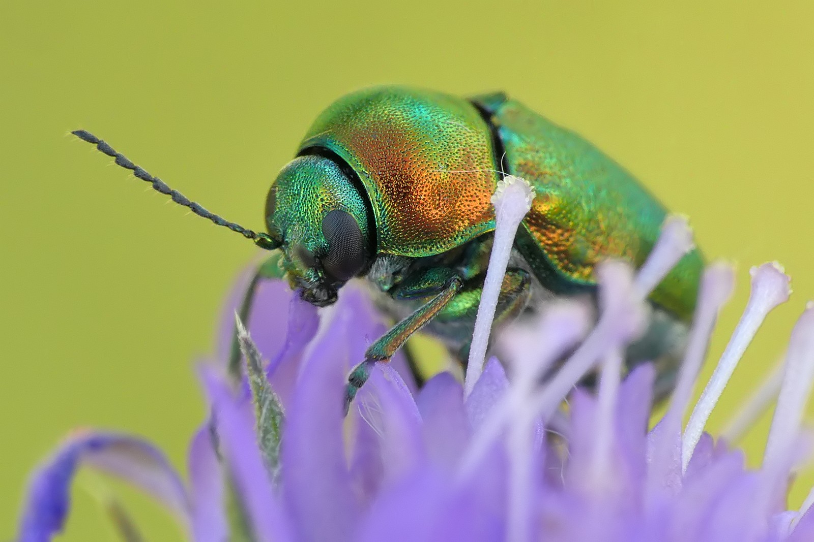 Nazwa:  50137911136_e205a0ecc3_o.jpg
Wyświetleń: 273
Rozmiar:  251,2 KB