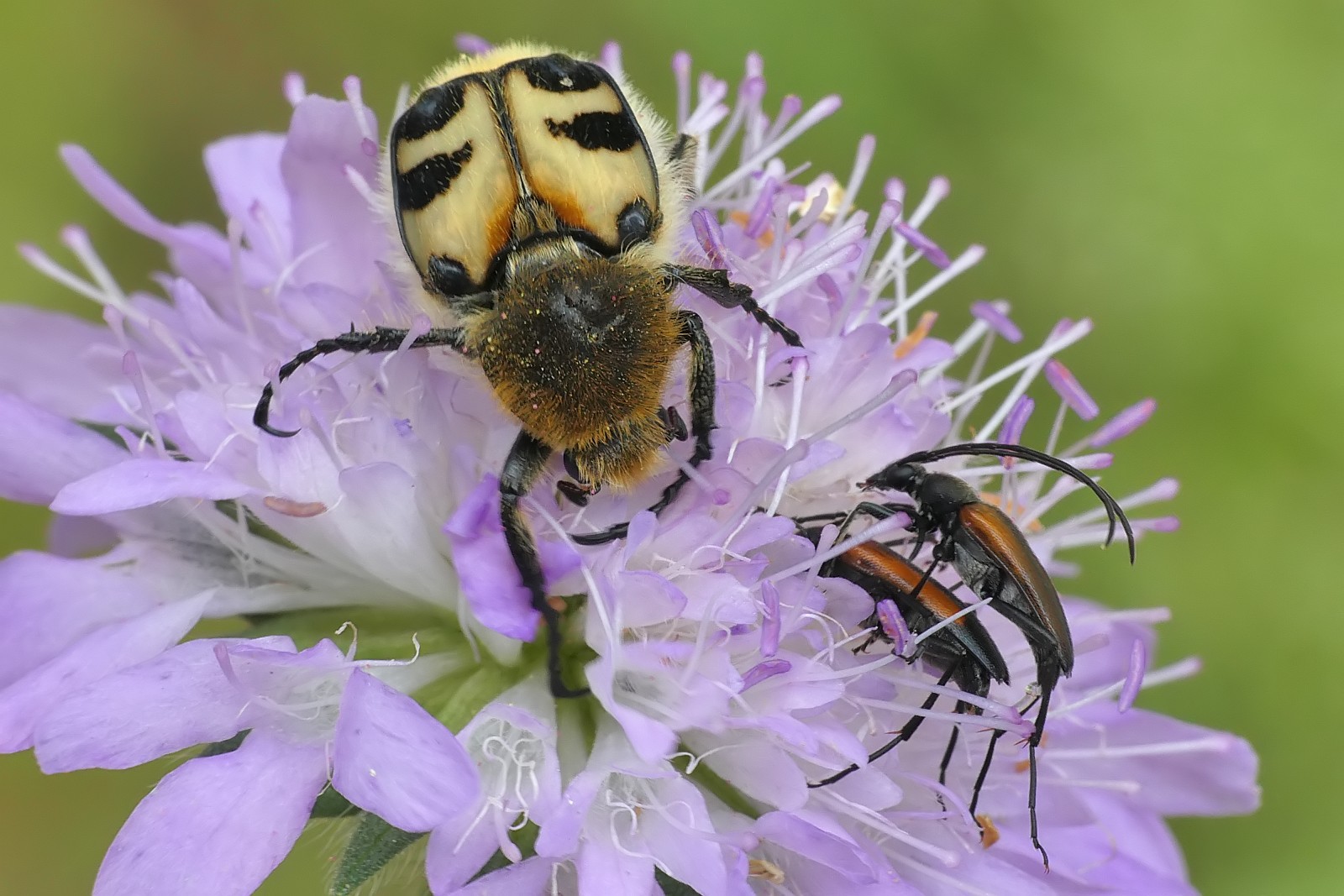 Nazwa:  50141722167_f2727be206_o.jpg
Wyświetleń: 309
Rozmiar:  291,1 KB