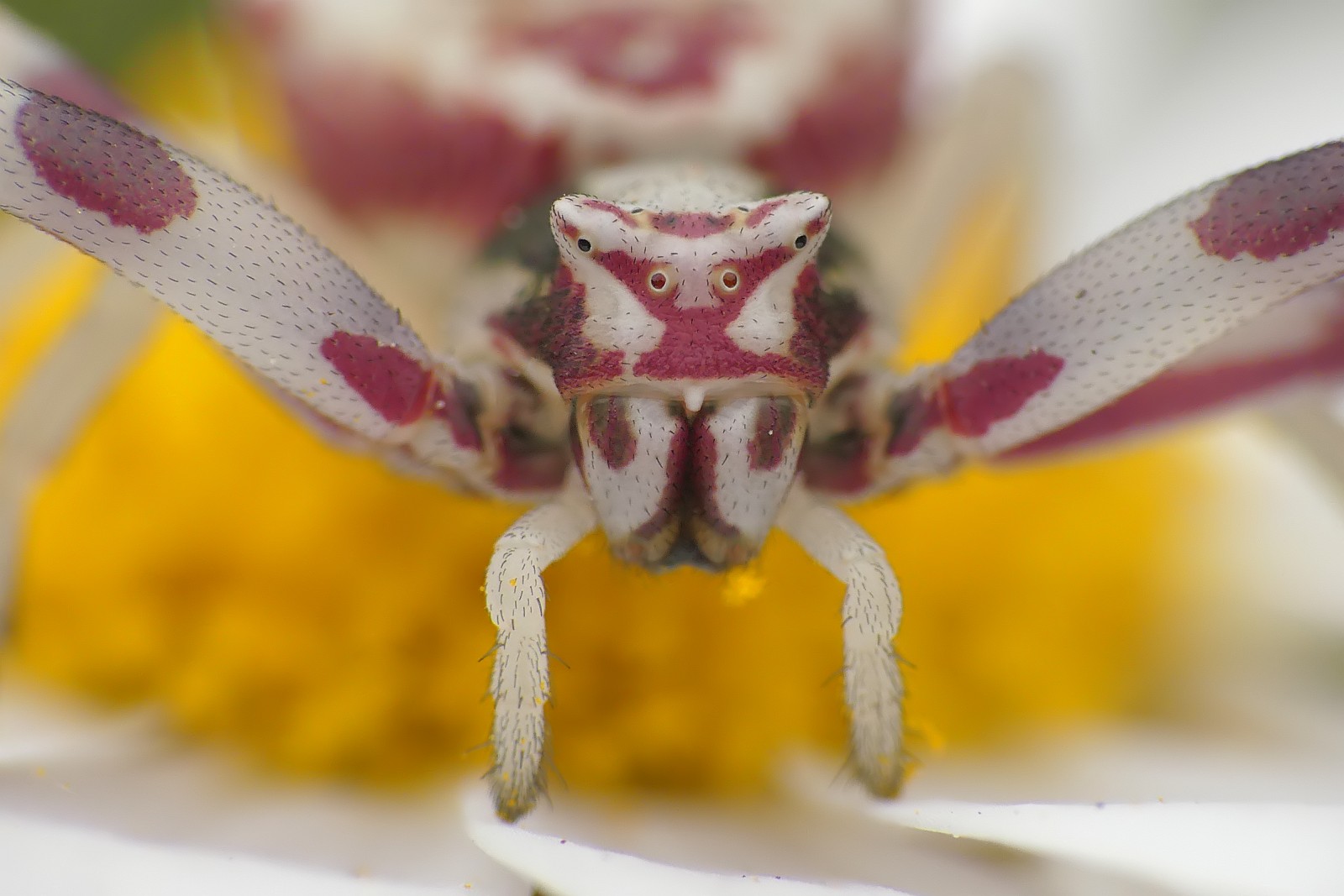 Nazwa:  50145722232_274d2a5b8f_o.jpg
Wyświetleń: 236
Rozmiar:  192,4 KB